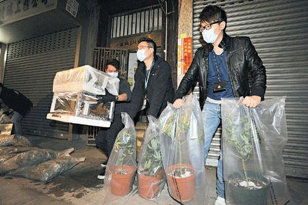 香港警方破获一旧楼温室大麻种植场(图)