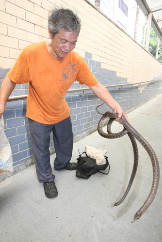 蛇踪处处一日三宗港“蛇王”出马手到擒来(图)