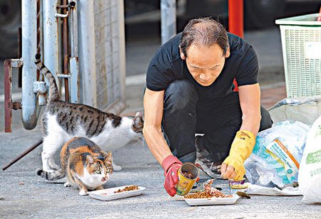 80流浪猫生活环境恶劣“猫痴”因虐畜被判社服令
