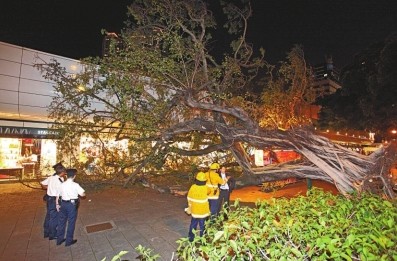 香港一棵15米古树患“树癌”突然倒塌压伤5人