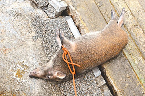 野猪“晨泳”被误以为溺水警察救猪成害死猪