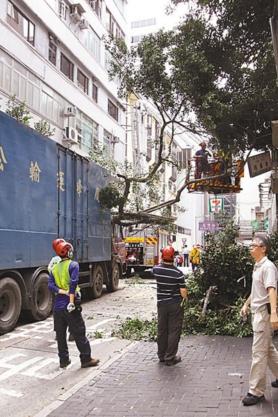 疑撞树干导致倒塌港一货车遭古树塌枝“报复”