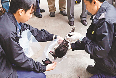 猫只口吐鲜血卧尸香港街头警方疑其遭虐杀