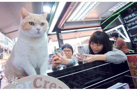 港女白领网络捧红肥猫“忌廉哥”散播正能量(图)