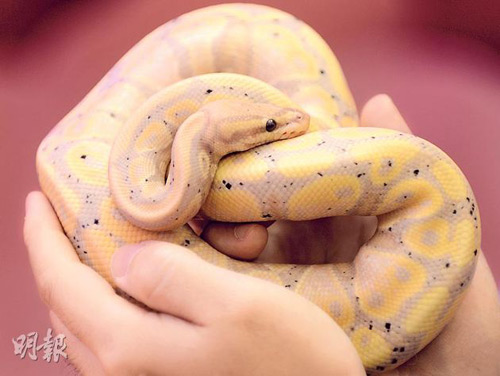 ����60���㽶�����������ȫ������20����ͼ��