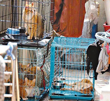 笼中猫1死4呆香港少女涉虐畜被捕(图)