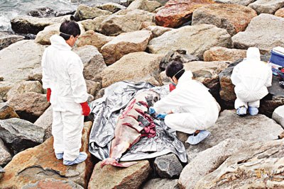 香港海滩发现一海豚尸体经查为15岁雄江豚(图)