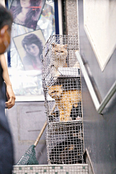 港再揭虐畜案件57猫狗锁挤迫恶劣铁笼缺水缺粮