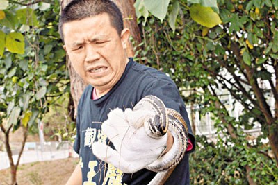 5呎广蛇现身香港一家医院或为结束冬眠觅食