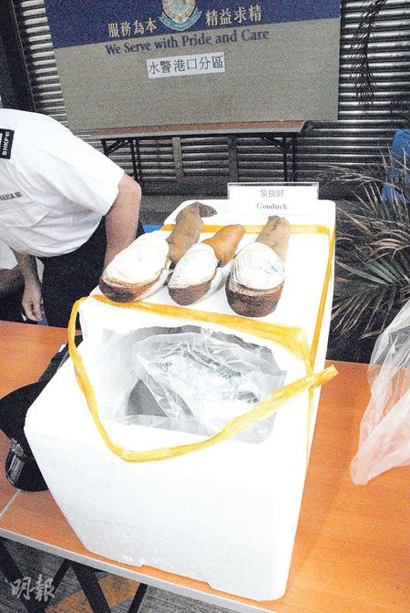 香港水警基地旁走私百万元象拔蚌两男子被捕