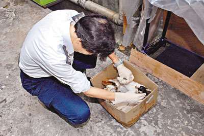 香港皇后大道现渗血猫尸疑有人“连环杀猫”