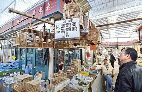内地控疫方向正确港专家预料禽流感两周后渐弱