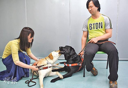 香港导盲犬主人称市民太热情影响导盲犬开工
