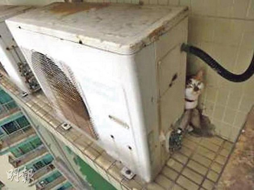 家猫卡48楼外墙香港救猫队上演高空救援(图)
