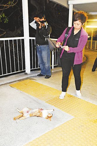 ����ֱ���èʬ����Űɱ����׷����èɱ�֡�