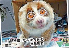 香港一警察兜售用濒危动物冒充“婴尸阴牌”被查