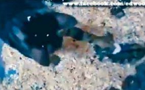 ��������Ȳ���èŰ����Ƶ��ָŰ�����ͼ��