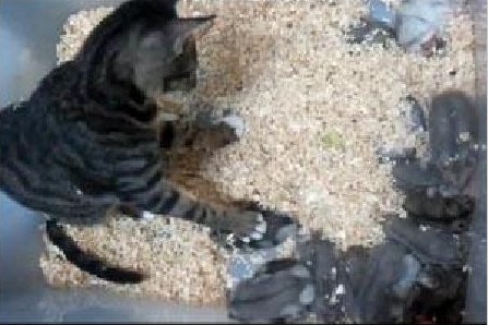 香港一名女子涉嫌将猫咪放进仓鼠箱被捕(图)