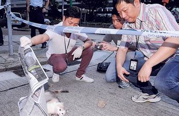 港折耳猫疑被人从高楼扔下堕毙警方调查找主人