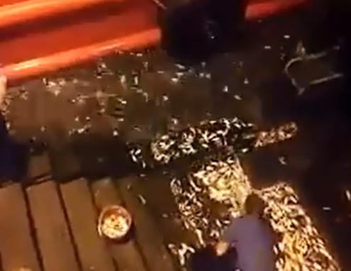 疑遭大鱼追赶香港中环惊现小鱼“集体自杀”(图)