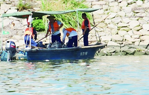 澳门海面连续数天浮出死鱼三天打捞起近三吨