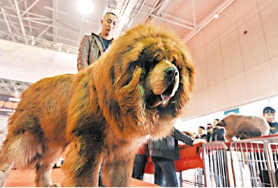 藏獒发狂扑向婴儿车港女童被咬伤后嚎啕大哭(图)