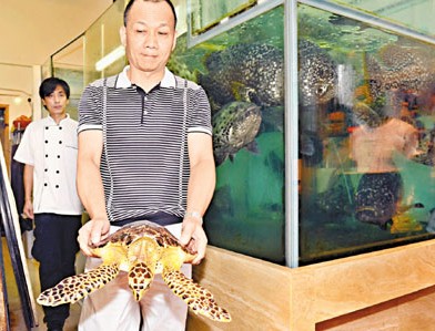 香港一酒家高价买回珍奇玳瑁市民争相观看