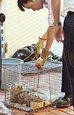 ��۷���������è����ֻ��ëè��״�ֲ���ͼ��