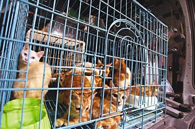 ���ڷ����������Ѯ���Ӽ��в�50ֻè���в���ͼ��