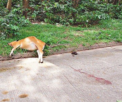 ��Сţ����ײ��������·ĸţ�ǻ����Բ�Ը�ߣ�ͼ��