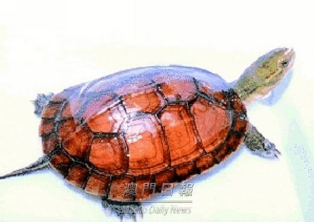 澳门旅客携带86只活龟欲赴内地被检疫人员截获