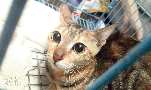一猫被弃置爱猫组织门口获救后取名“刘紫霜”