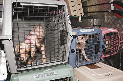 家中养逾130只猫狗港老翁遭邻居投诉后被拘捕