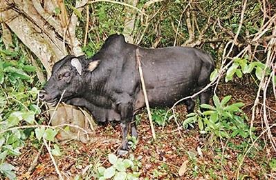 港黑牛背插生锈鱼叉村民疑“虐牛狂徒”出没(图)