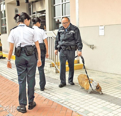 疑宠物狗咬烂电线引发火灾主人命危(图)