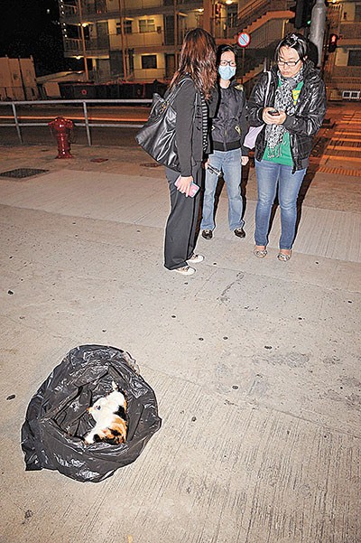 不忍猫尸被当垃圾处理3女生凑钱替花猫搞火葬