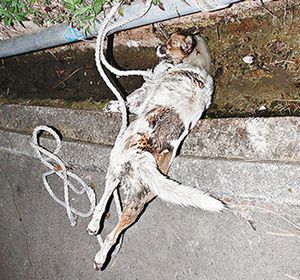 港再现变态狂魔小狗惨遭虐杀身缠麻绳惨不忍睹
