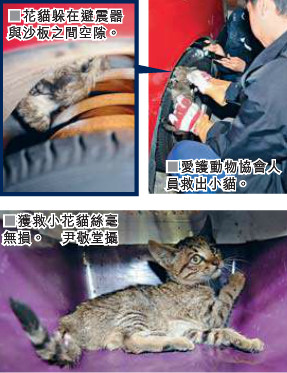 调皮花猫窜入车底眼尖司机停车施救(图)