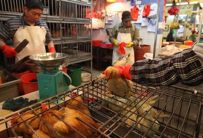 香港将恢复活鸡销售为“禁鸡令”推补偿方案(图)