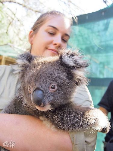 香港海洋公园将迎来小树熊首批4只8月抵达