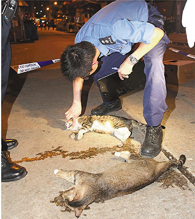 香港两只猫一同坠楼死亡疑被人从高处扔下