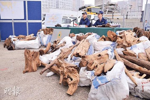 香港海关捣破历来最大宗海路走私沉香木案件(图)
