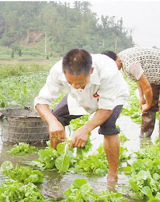 港媒:内地暴雨致供港农场减产菜价涨一成