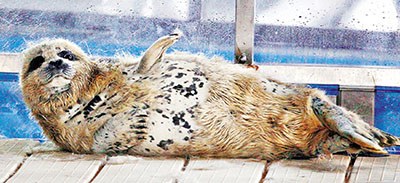 3ֻ�۲��ߺ����б�����������ٸ��οͼ���