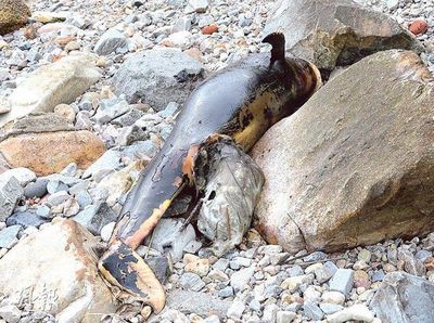 �۷��ֽ���ʬ�屻�ɡ�һʬ����������԰���