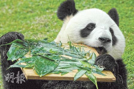 澳门民政总署:熊猫“心心”死因无关人为因素