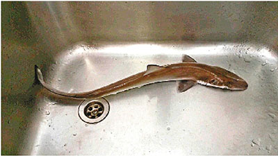 南丫岛泳客捉到小竹鲨与凶猛鲨鱼模样有落差