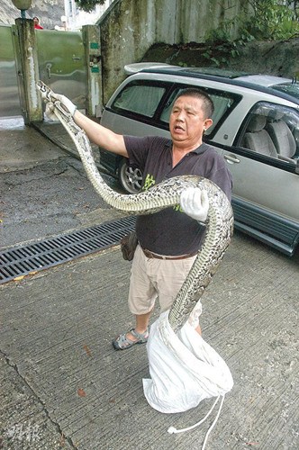 产后觅食“进补”5米蟒蛇妈被擒(图)