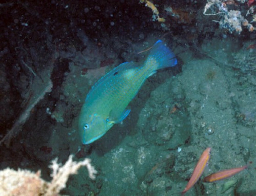 ���ӳԡ����¡��ж��ٷ������ٳԴ���ɺ����