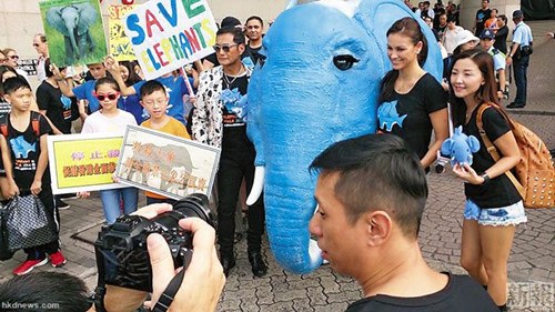 环保组织称若非法猎杀比例上升大象将绝种